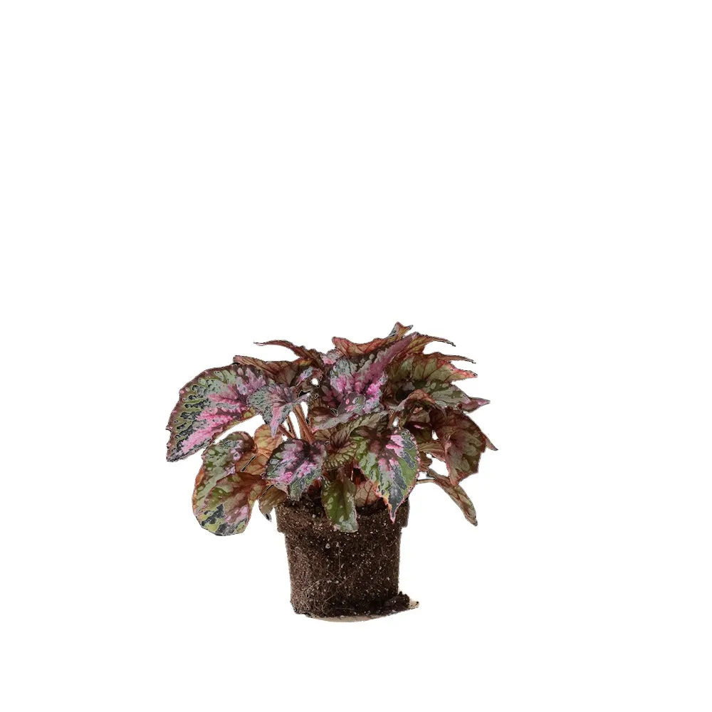 Begonia Rex Salsa 5 Inch Pot