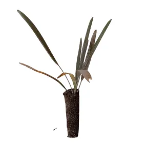 Bismarck Palm 4 Inch Pot