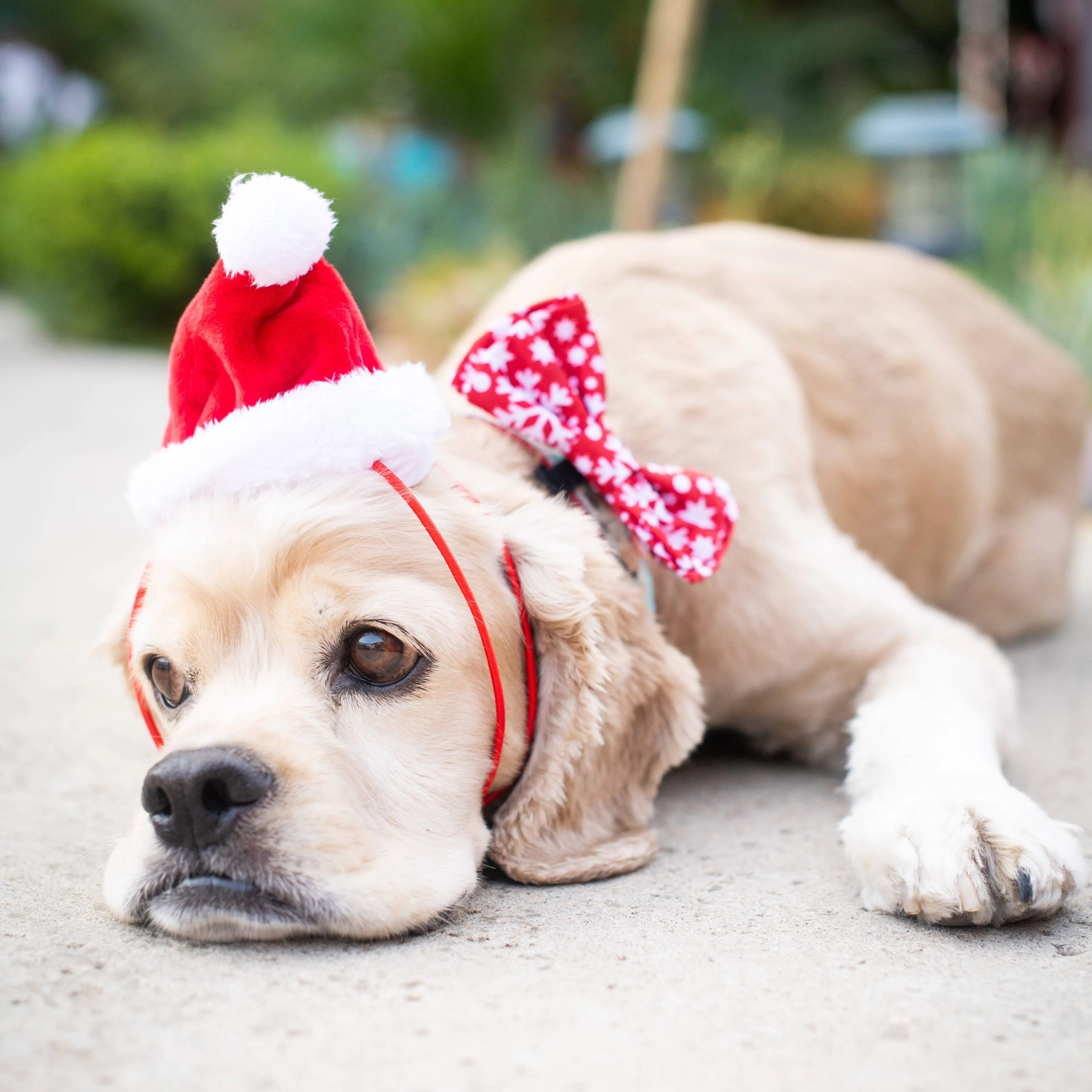 Santa Dog & Cat Hat with SnugFit®